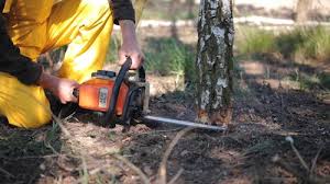 Best Tree Preservation Services  in Estill Springs, TN