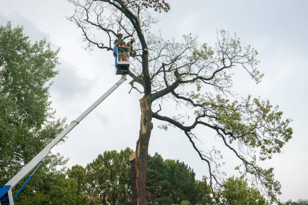 Best Hazardous Tree Removal  in Estill Springs, TN