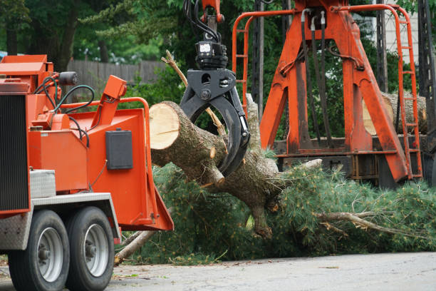 Best Hazardous Tree Removal  in Estill Springs, TN