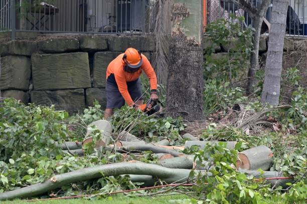 Professional Tree Removal in Estill Springs, TN